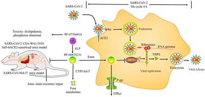 Review of preclinical data of PF-07304814 and its active metabolite derivatives against SARS-CoV-2 infection